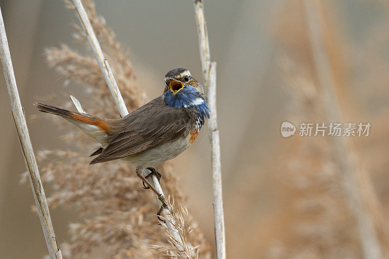 唱歌的雄性蓝喉鱼(Luscinia svecica)